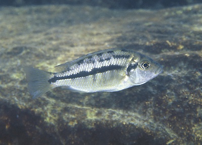 Protomelas spilonotus 'Nakantenga Island'